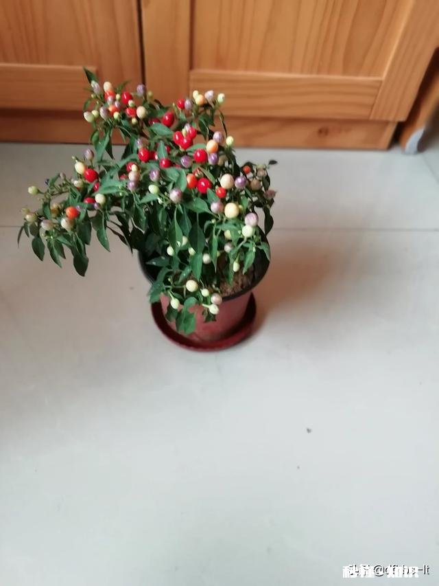 在家不出门如何拍摄富含诗意的摄影作品