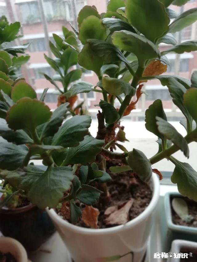 在家不出门如何拍摄富含诗意的摄影作品