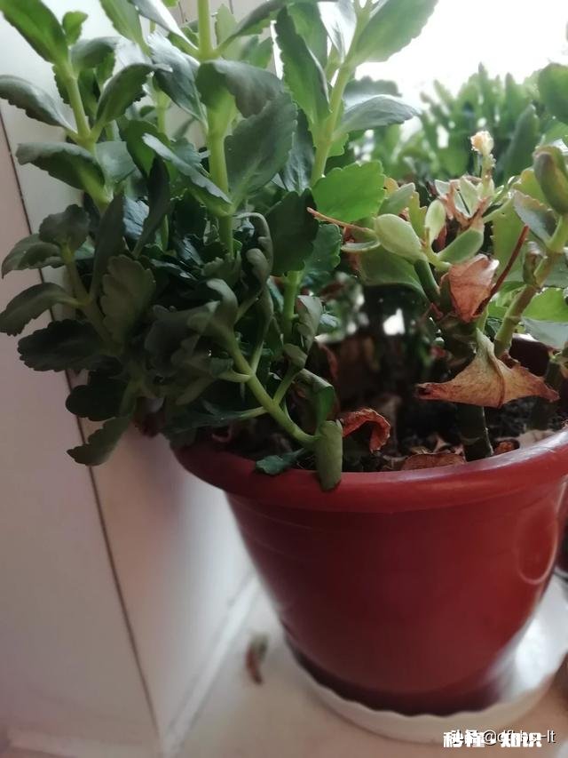 在家不出门如何拍摄富含诗意的摄影作品