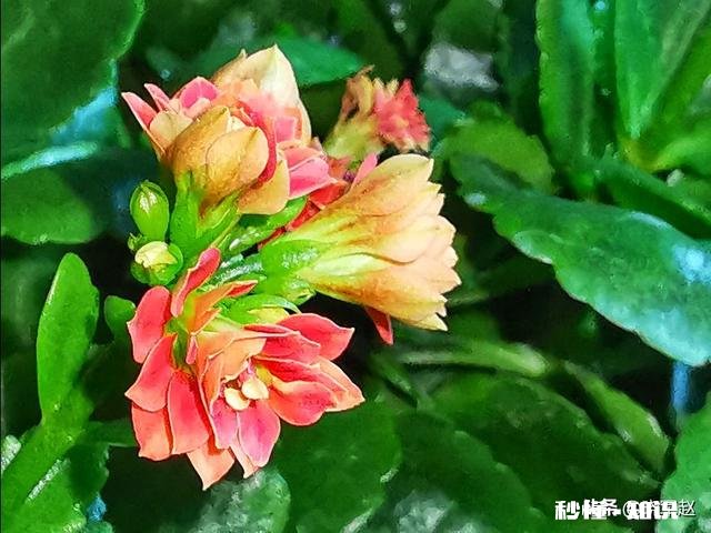 在家不出门如何拍摄富含诗意的摄影作品