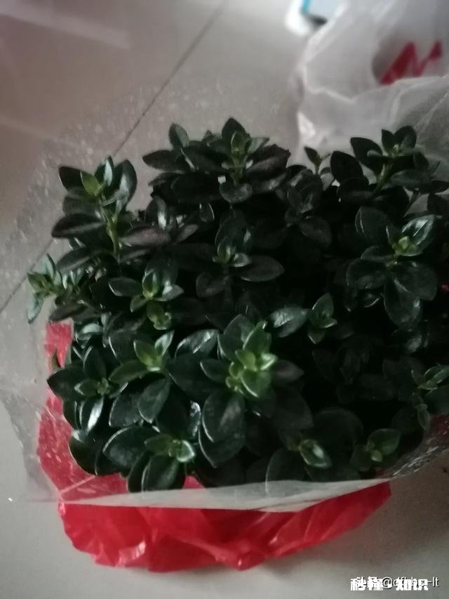 在家不出门如何拍摄富含诗意的摄影作品