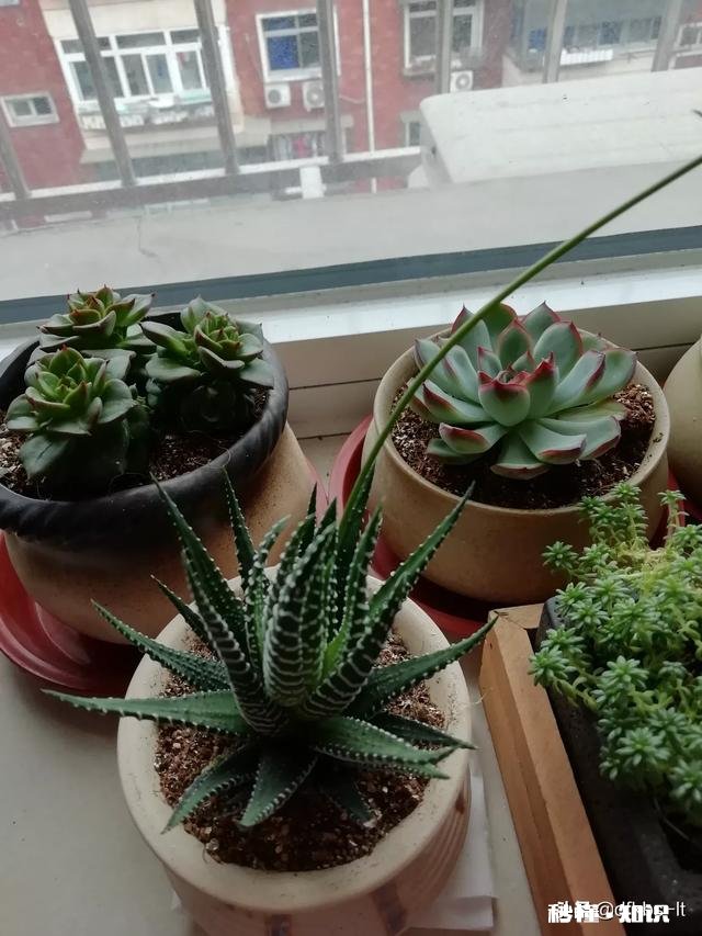 在家不出门如何拍摄富含诗意的摄影作品