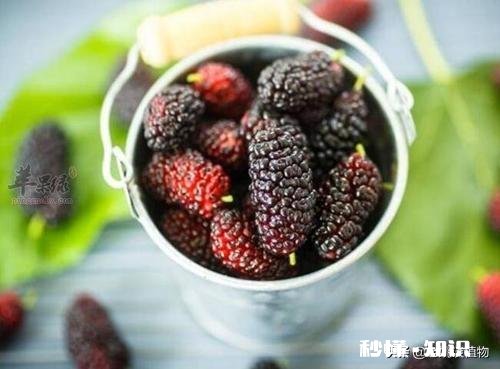 桑葚有什么功能