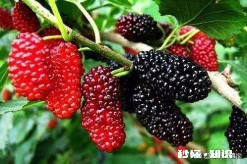 桑葚有什么功能