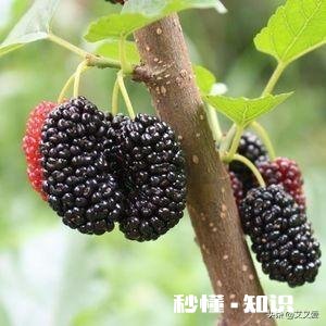 桑葚有什么功能