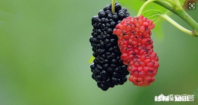 桑葚有什么功能