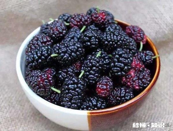 桑葚有什么功能