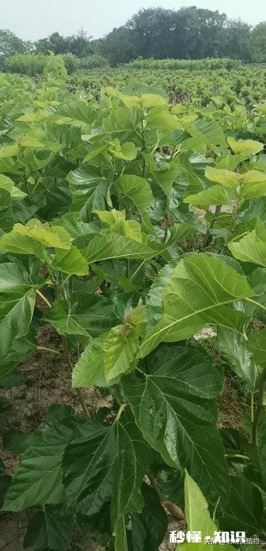 桑葚有什么功能