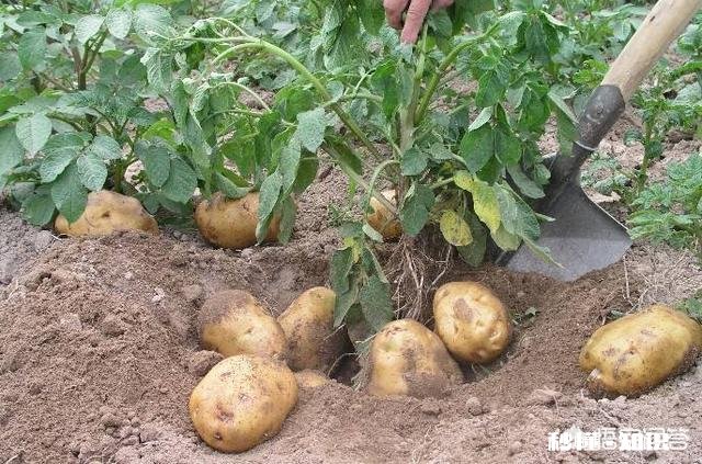 马铃薯受土壤中残存除草剂影响怎么补救