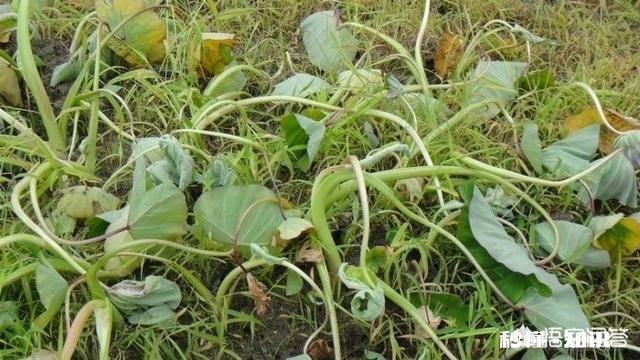 马铃薯受土壤中残存除草剂影响怎么补救