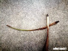 预防兰花软腐病和茎腐病，用药时应该灌根还是喷施