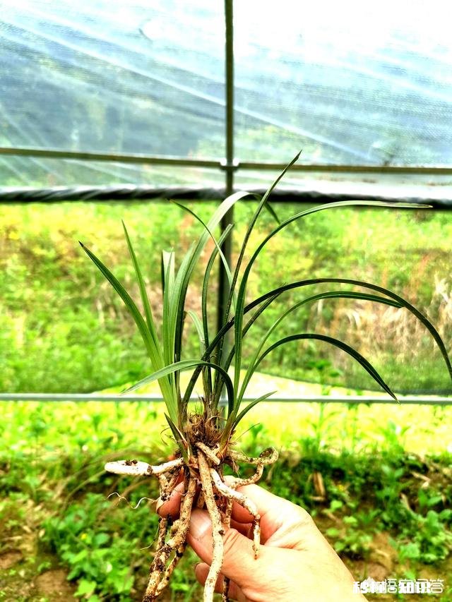 预防兰花软腐病和茎腐病，用药时应该灌根还是喷施