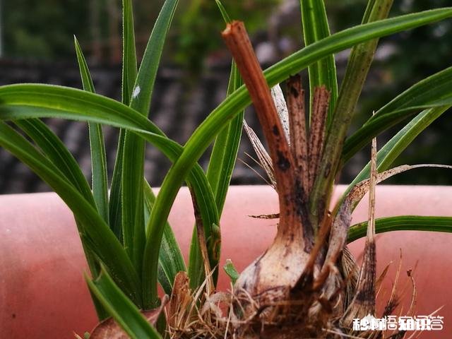 预防兰花软腐病和茎腐病，用药时应该灌根还是喷施