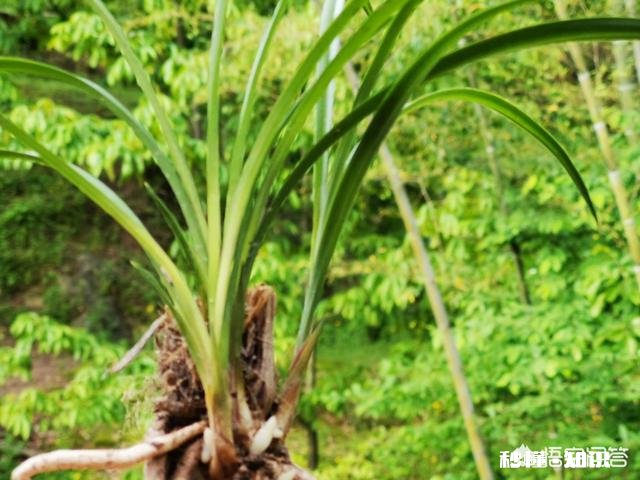 预防兰花软腐病和茎腐病，用药时应该灌根还是喷施