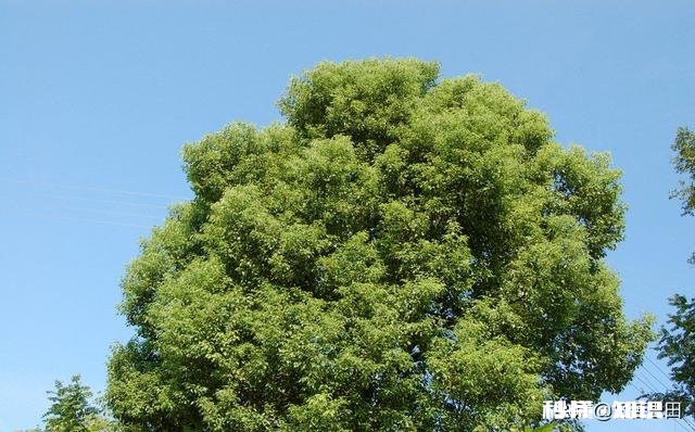 香樟树叶发酵后可以当花肥吗