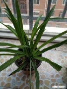 香樟树叶发酵后可以当花肥吗