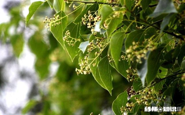 香樟树叶发酵后可以当花肥吗