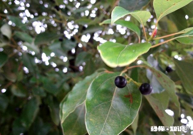 香樟树叶发酵后可以当花肥吗