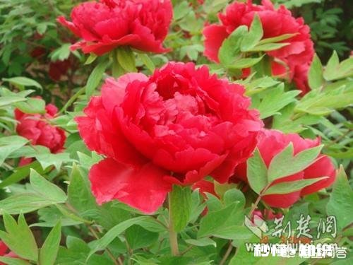 人们都说牡丹是花中之王,你认为呢