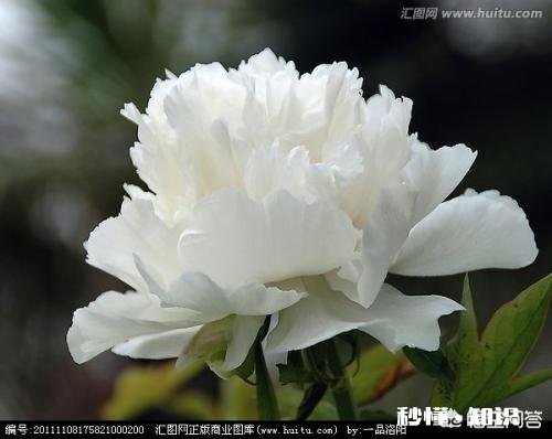 人们都说牡丹是花中之王,你认为呢