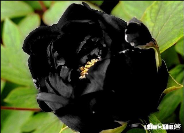 人们都说牡丹是花中之王,你认为呢