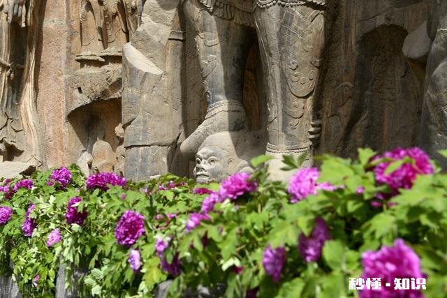 人们都说牡丹是花中之王,你认为呢