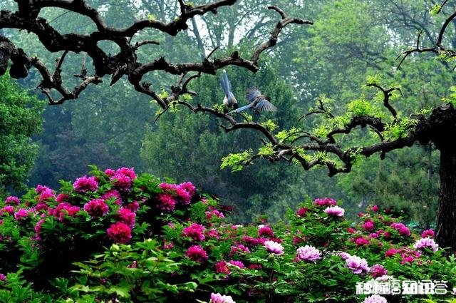 人们都说牡丹是花中之王,你认为呢