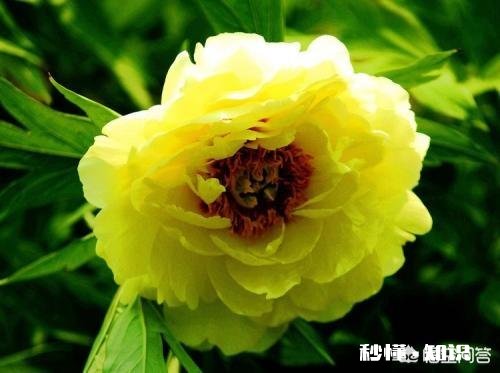 人们都说牡丹是花中之王,你认为呢