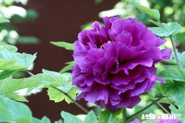 人们都说牡丹是花中之王,你认为呢