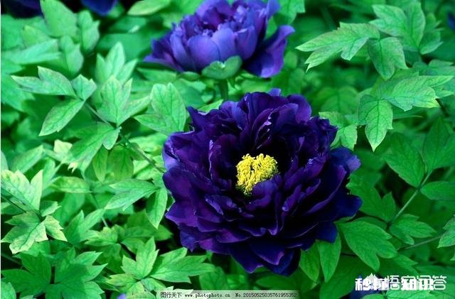 人们都说牡丹是花中之王,你认为呢