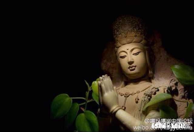 人们都说牡丹是花中之王,你认为呢