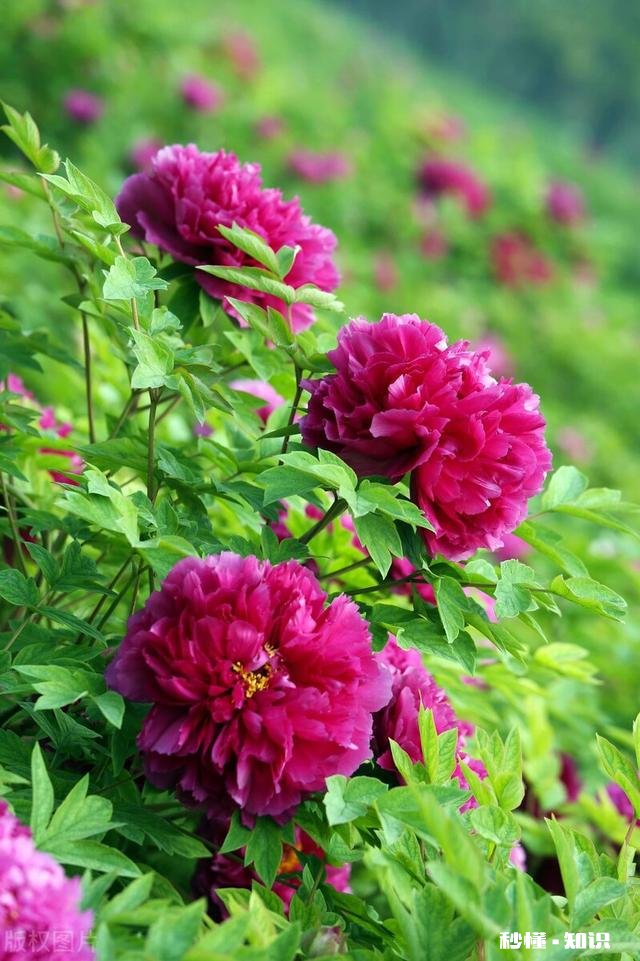 人们都说牡丹是花中之王,你认为呢