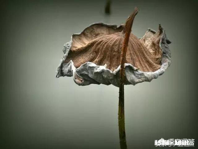 人们都说牡丹是花中之王,你认为呢