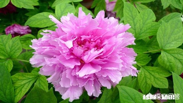 人们都说牡丹是花中之王,你认为呢