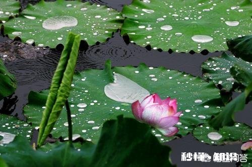 人们都说牡丹是花中之王,你认为呢