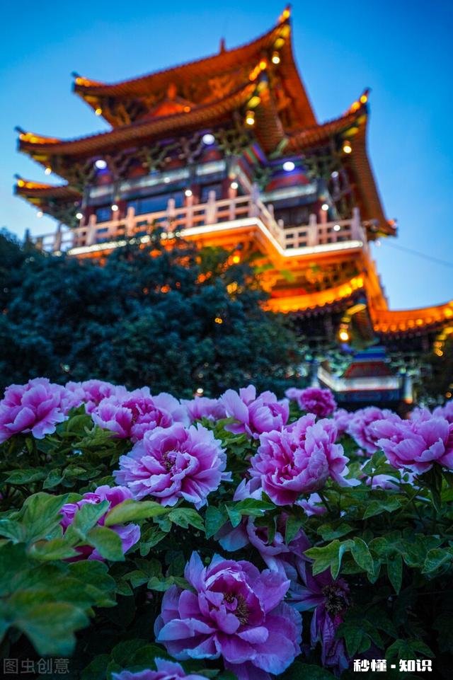 人们都说牡丹是花中之王,你认为呢