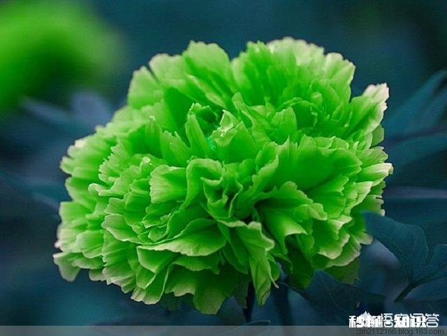 人们都说牡丹是花中之王,你认为呢