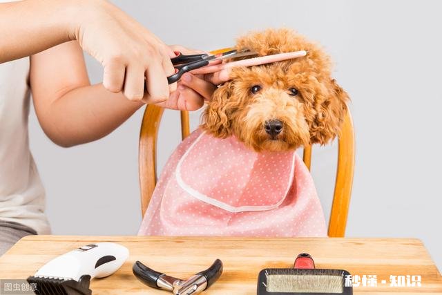 南宁一宠物医院声称花25万元可“克隆”宠物，多数受访者认为花费太高, 你怎么看