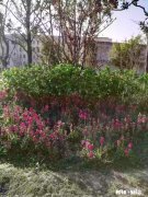 什么水泡脚最好