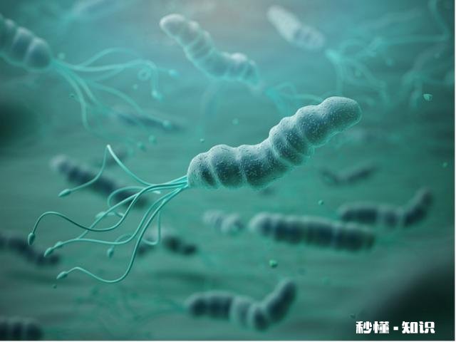 幽门螺旋杆菌严重吗