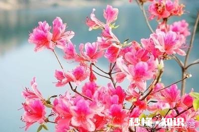 杜鹃花，花落后用什么肥