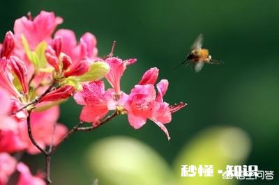 杜鹃花，花落后用什么肥