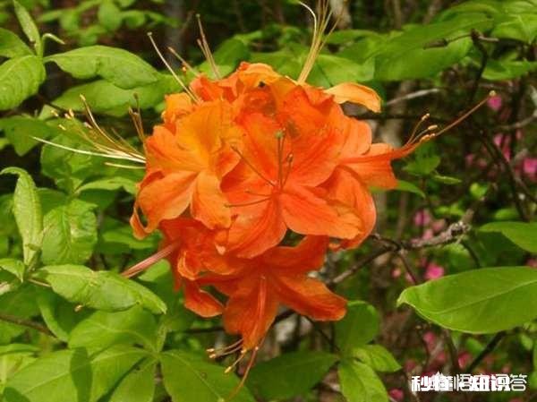 杜鹃花，花落后用什么肥