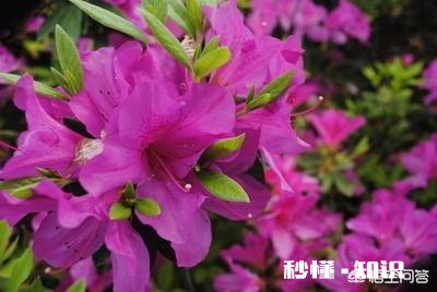 杜鹃花，花落后用什么肥