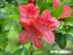 杜鹃花，花落后用什么肥