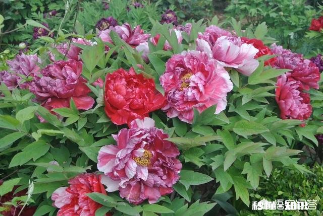 绿化牡丹花可以盆栽吗