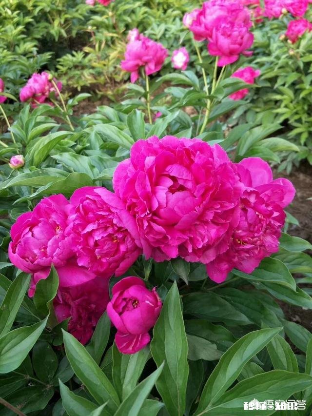 绿化牡丹花可以盆栽吗