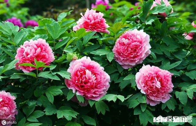 绿化牡丹花可以盆栽吗