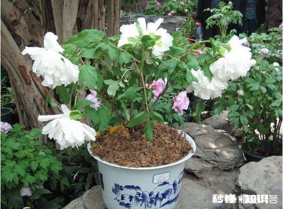 绿化牡丹花可以盆栽吗