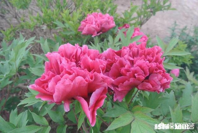 绿化牡丹花可以盆栽吗